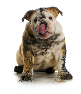 Pet stain and odor removers in Huntington Beach